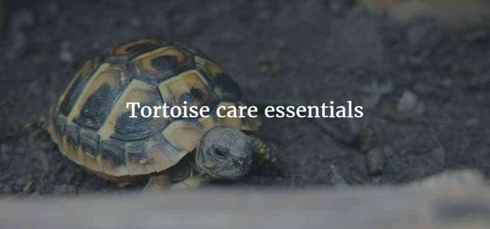 What set up do I need for my Tortoise decent tortoise table